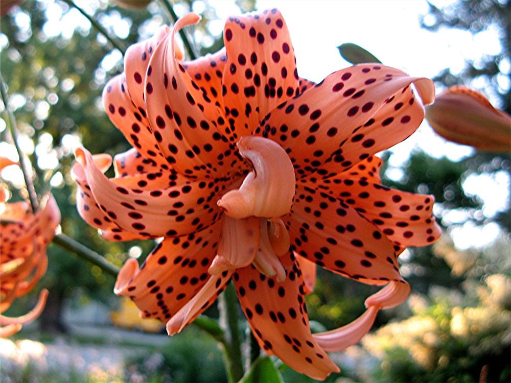 Photo of Double Tiger Lily (Lilium lancifolium 'Flore Pleno') uploaded by LarryR