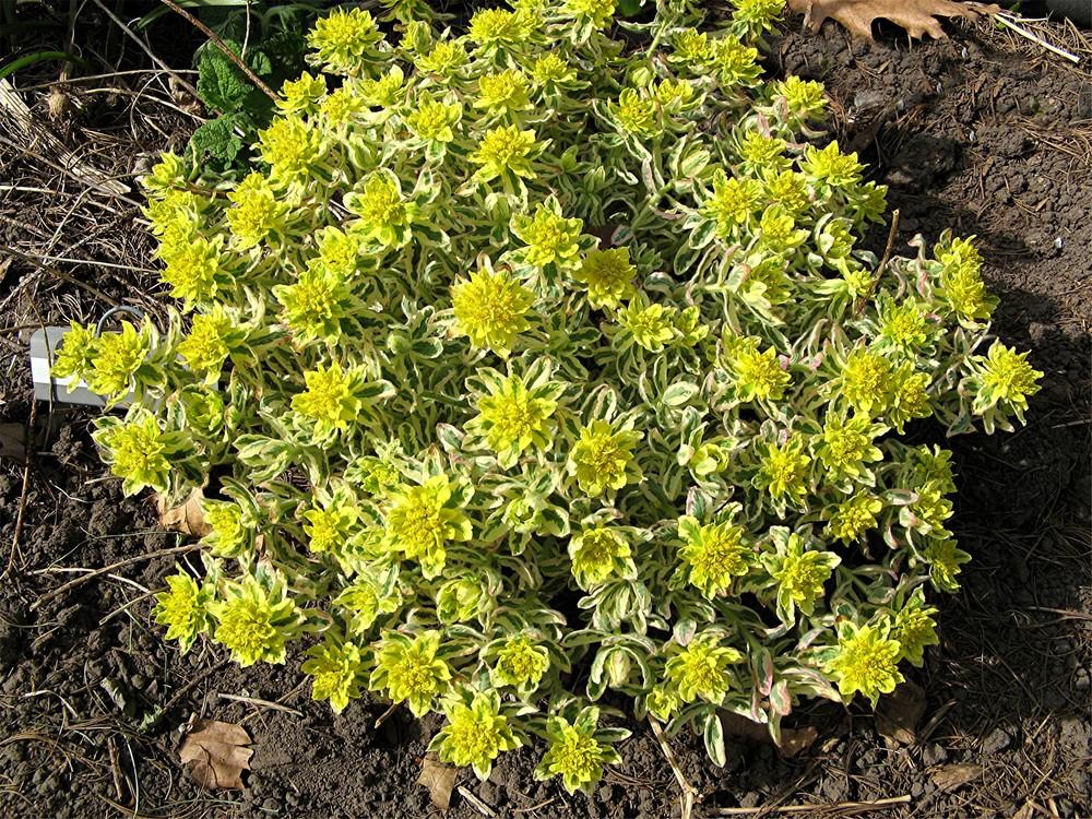 Photo of Cushion Spurge (Euphorbia epithymoides 'First Blush') uploaded by LarryR