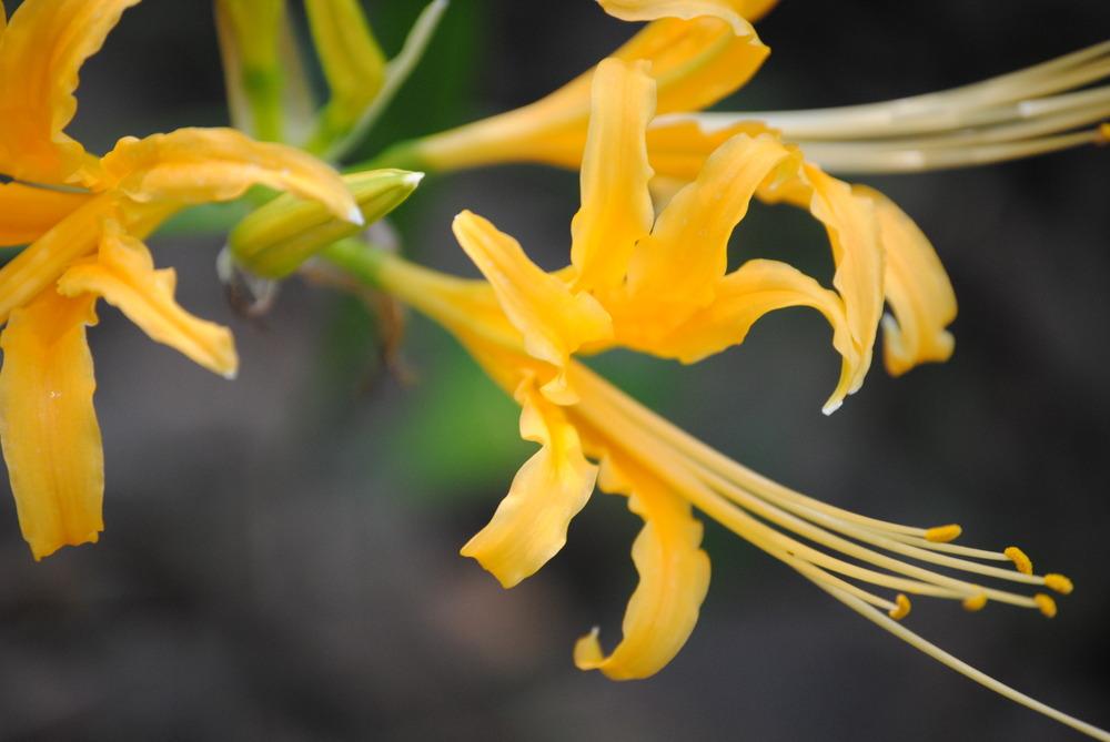 Photo of Golden Spider Lily (Lycoris aurea) uploaded by Moonhowl