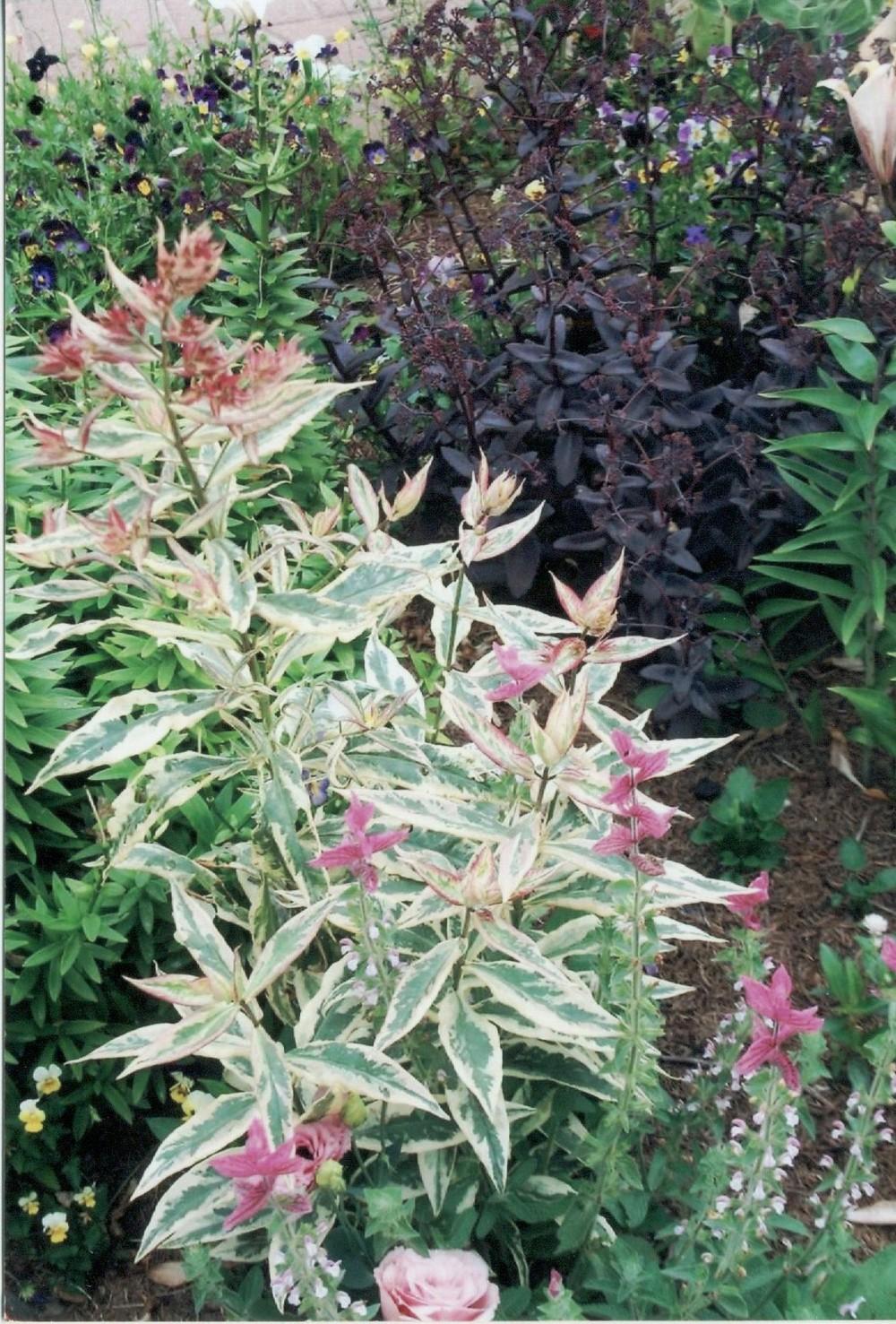 Photo of Variegated Garden Phlox (Phlox paniculata 'Rubymine') uploaded by 4susiesjoy