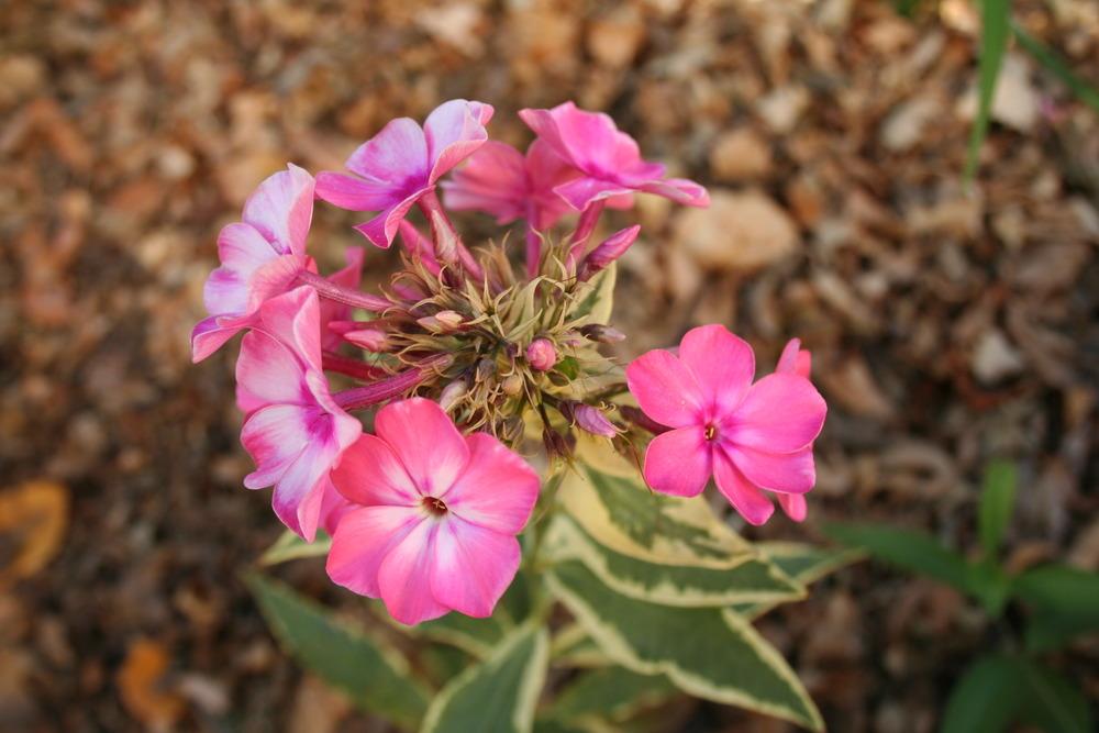 Photo of Variegated Garden Phlox (Phlox paniculata 'Becky Towe') uploaded by 4susiesjoy