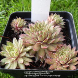 Location: Zone 5
Date: 2012-09-30
Source: SMG succulents