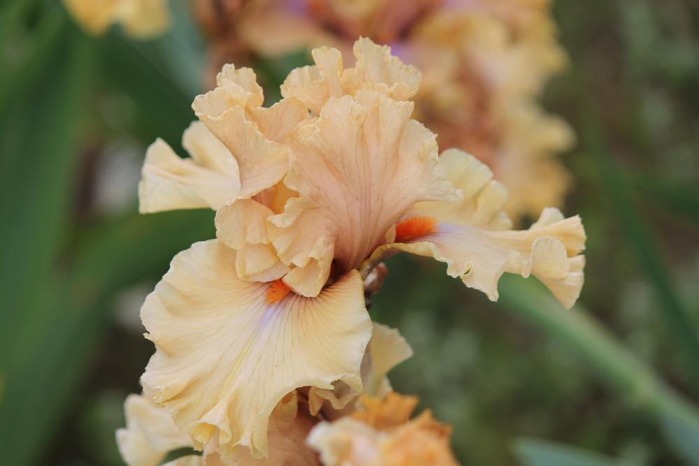 Photo of Tall Bearded Iris (Iris 'Apricot Already') uploaded by ARUBA1334