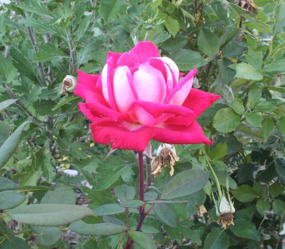 Photo of Rose (Rosa 'Kordes' Perfecta') uploaded by Skiekitty