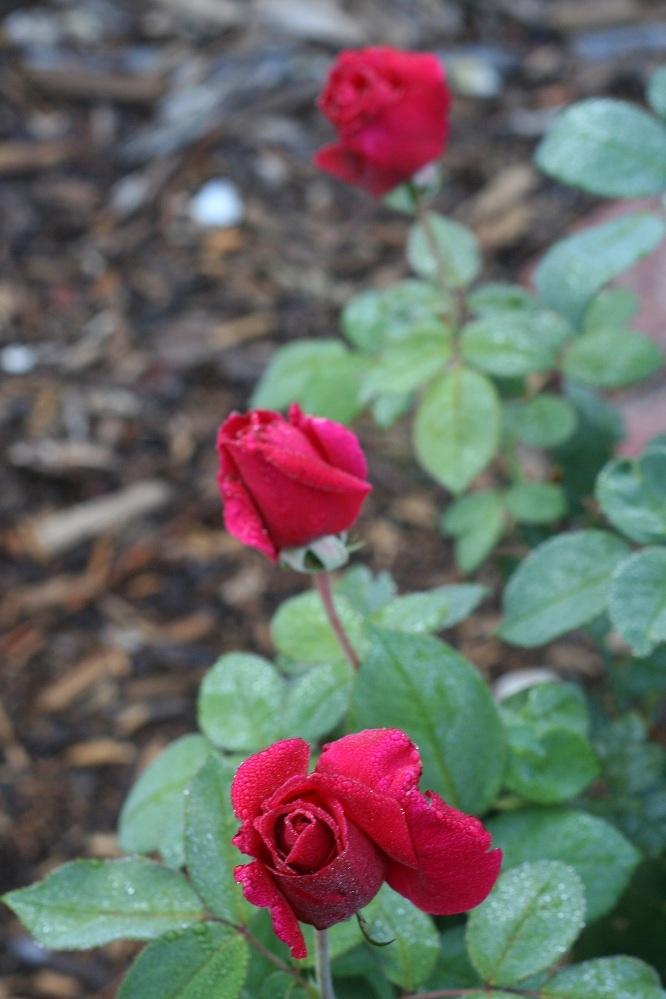 Photo of Rose (Rosa 'Oklahoma') uploaded by Skiekitty