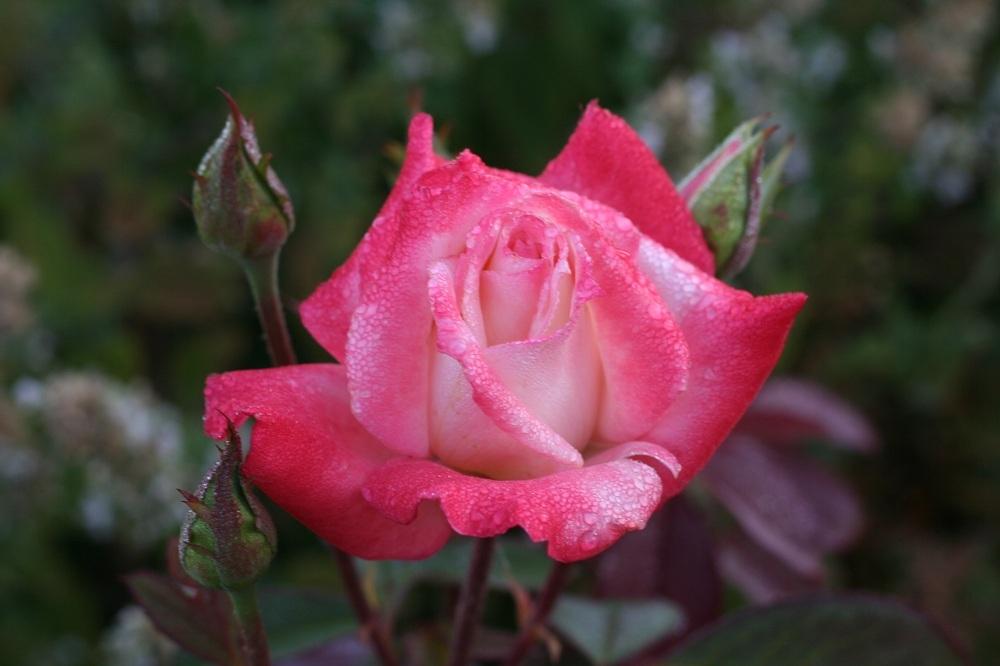 Photo of Rose (Rosa 'Gemini') uploaded by Skiekitty