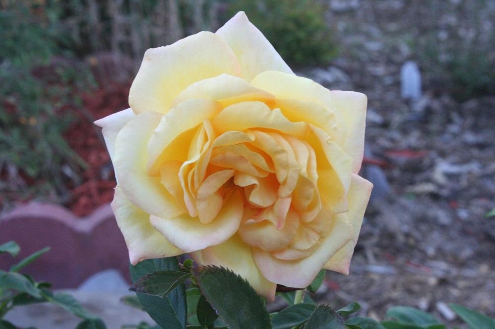 Photo of Rose (Rosa 'Oregold') uploaded by Skiekitty