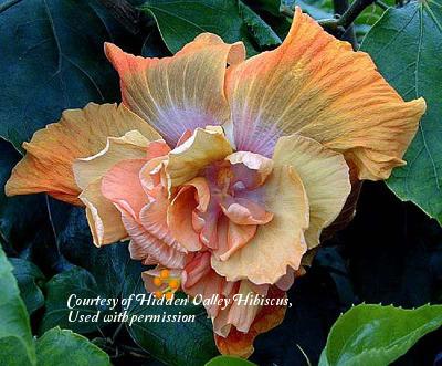 Photo of Tropical Hibiscus (Hibiscus rosa-sinensis 'Time for Magic') uploaded by SongofJoy