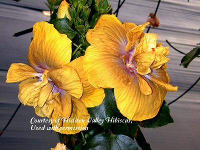 Photo of Tropical Hibiscus (Hibiscus rosa-sinensis 'Time for Magic') uploaded by SongofJoy