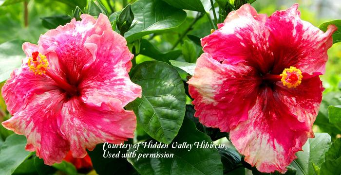 Photo of Tropical Hibiscus (Hibiscus rosa-sinensis 'Stormy Heart') uploaded by SongofJoy