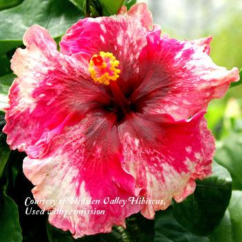 Photo of Tropical Hibiscus (Hibiscus rosa-sinensis 'Stormy Heart') uploaded by SongofJoy