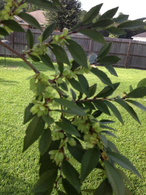 Photo of Chinese Elm (Ulmus parvifolia) uploaded by homerduck