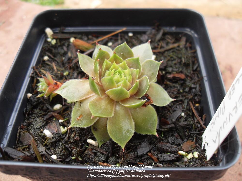 Photo of Hen and Chicks (Sempervivum 'Tickled Pink') uploaded by picklepuff