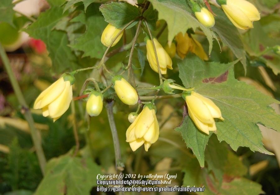 Photo of Yellow Wax Bells (Kirengeshoma palmata) uploaded by valleylynn