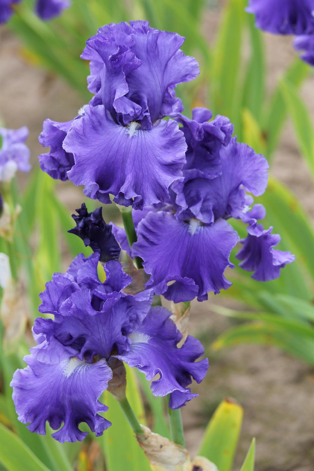 Photo of Tall Bearded Iris (Iris 'Baltic Sea') uploaded by ARUBA1334