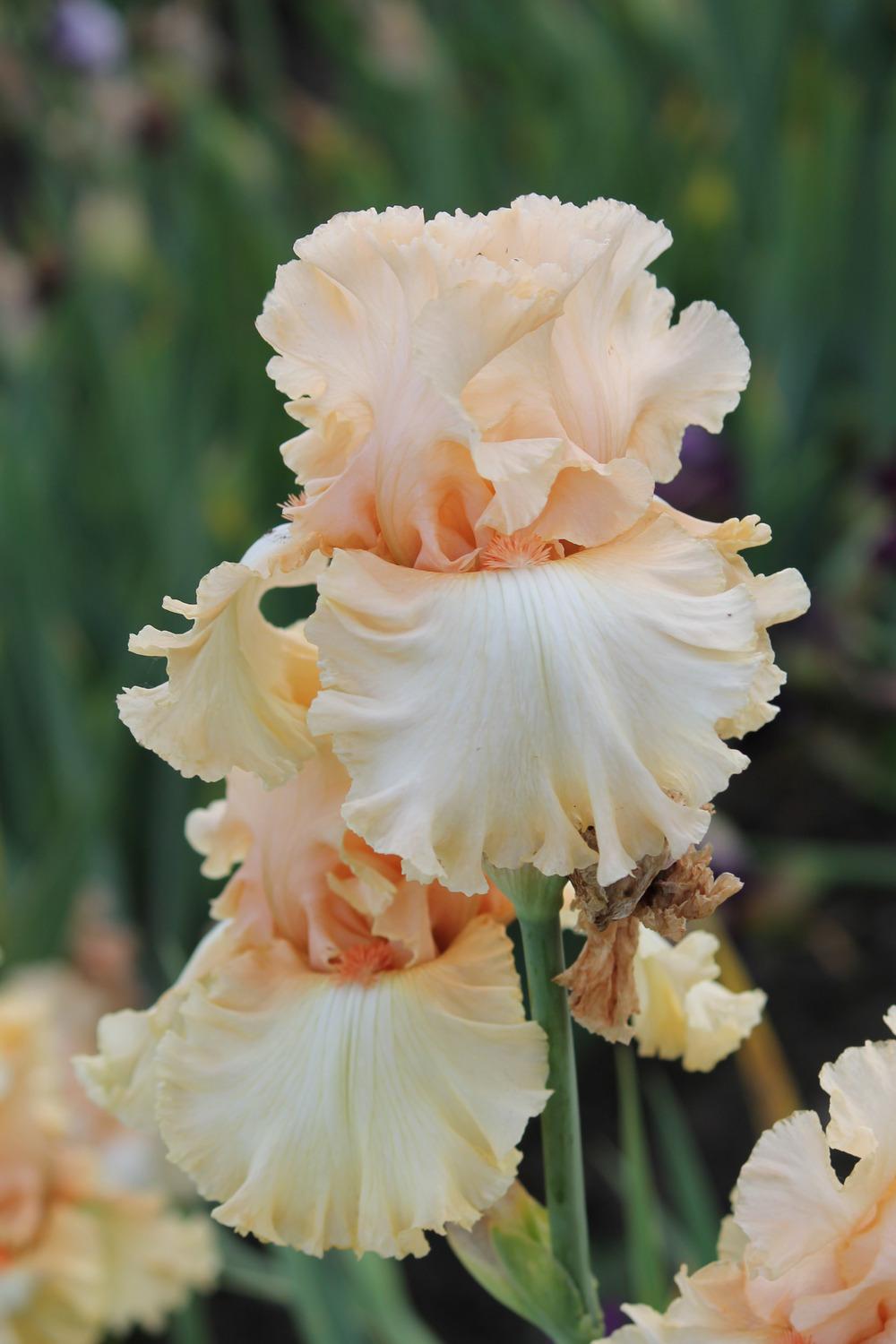 Photo of Tall Bearded Iris (Iris 'Original Cast') uploaded by ARUBA1334