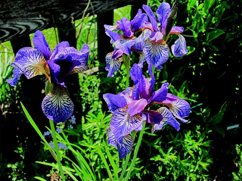 Photo of Siberian Iris (Iris 'Shaker's Prayer') uploaded by LarryR