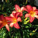 Welcome to Daylilies Week at All Things Plants