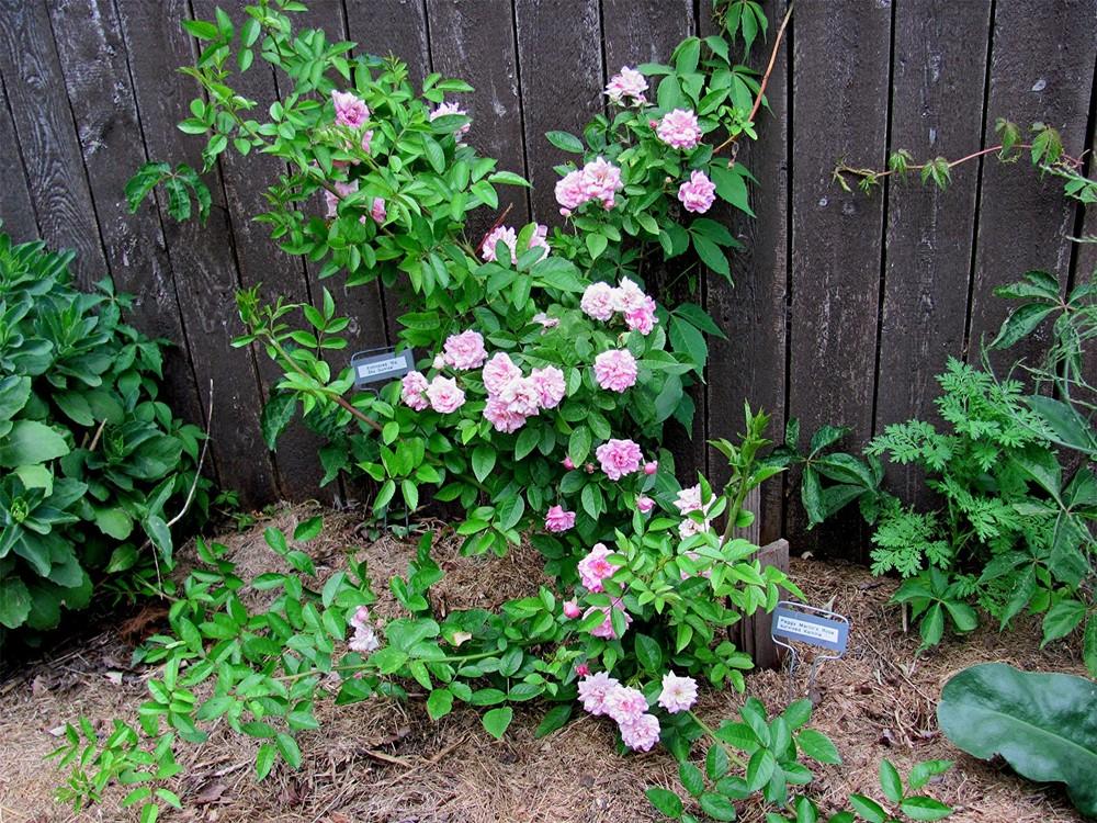 Photo of Rose (Rosa 'Peggy Martin') uploaded by LarryR
