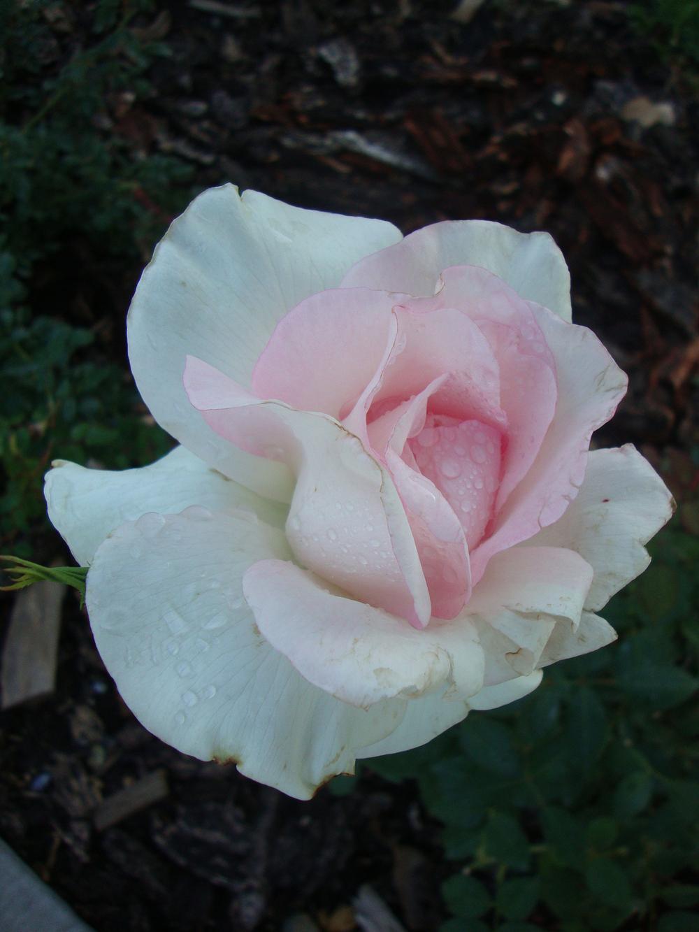 Photo of Rose (Rosa 'Sheer Bliss') uploaded by Paul2032
