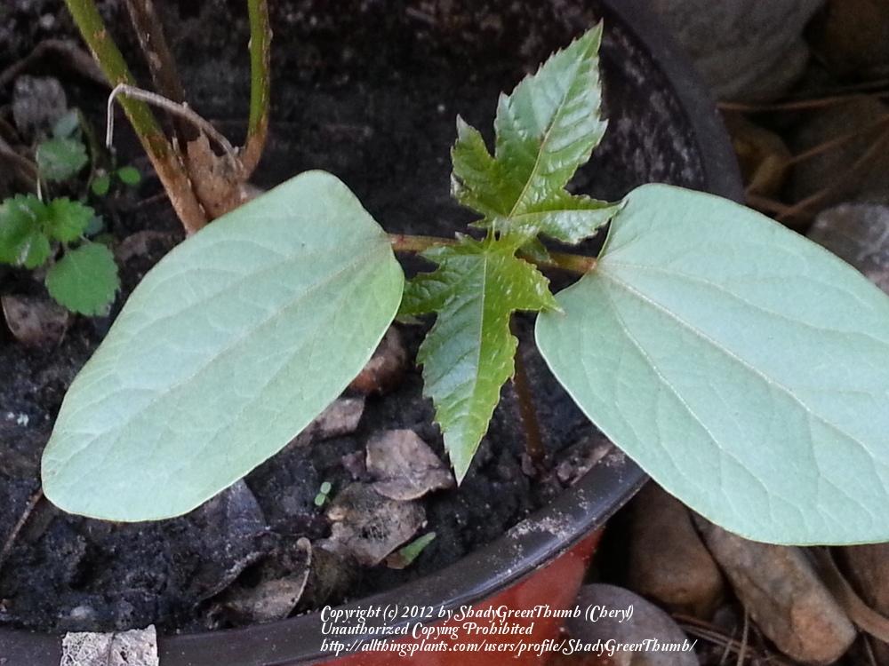 Photo of Castor Beans (Ricinus communis) uploaded by ShadyGreenThumb