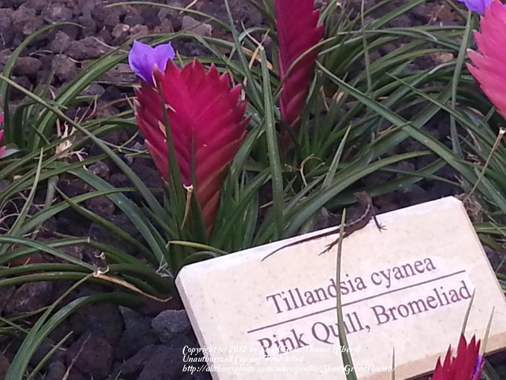 Photo of Pink Quill (Wallisia cyanea) uploaded by ShadyGreenThumb