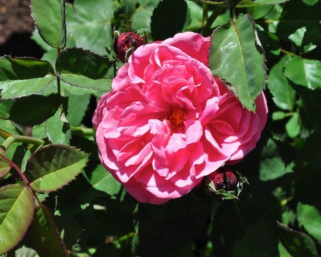 Photo of Rose (Rosa 'Titian') uploaded by Steve812