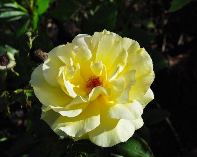 Photo of Rose (Rosa 'Sunsprite') uploaded by Steve812