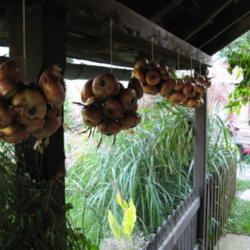 Location: My garden, Cottage-in-the-Meadow Gardens in South Amana, IA
Date: 2009-08-24
Ebenezer onions curing under our cottage porch