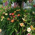 Daylilies in the Landscape: A Photo Tour