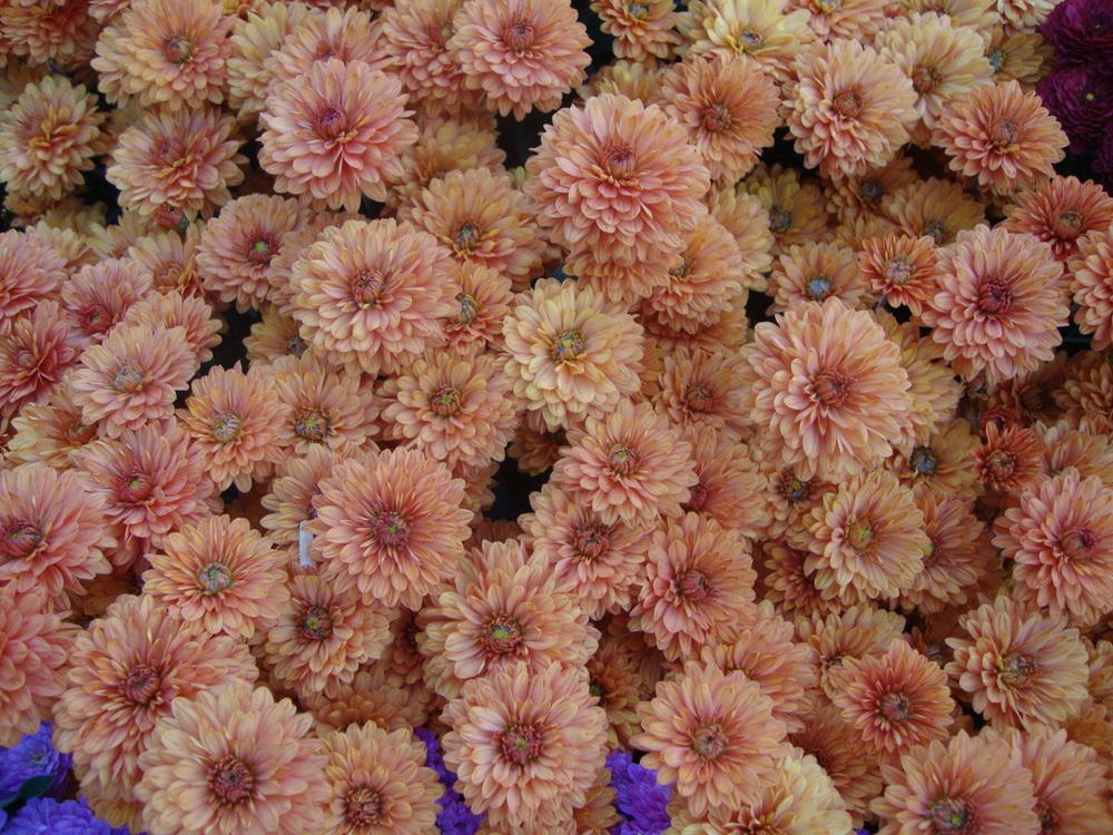 Photo of Chrysanthemum uploaded by Paul2032