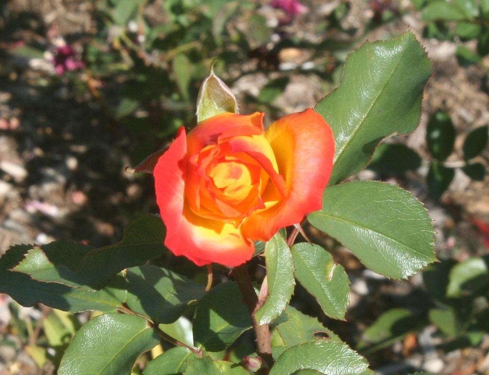 Photo of Rose (Rosa 'Joseph's Coat') uploaded by Skiekitty