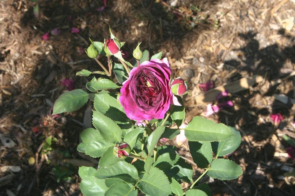 Photo of Rose (Rosa 'Ebb Tide') uploaded by Skiekitty