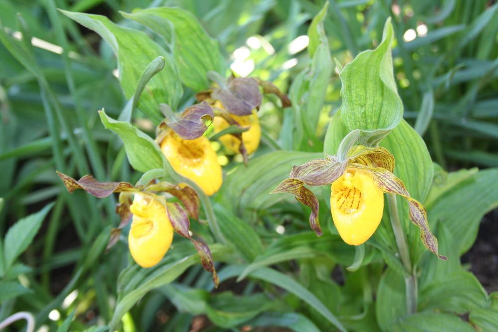 Photo of Yellow Lady's Slipper Orchid (Cypripedium calceolus) uploaded by 4susiesjoy