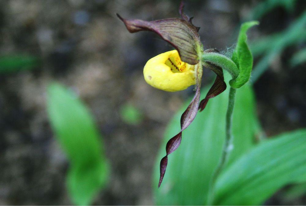 Photo of Small Flowered Yellow Lady's Slipper Orchid (Cypripedium parviflorum var. parviflorum) uploaded by 4susiesjoy