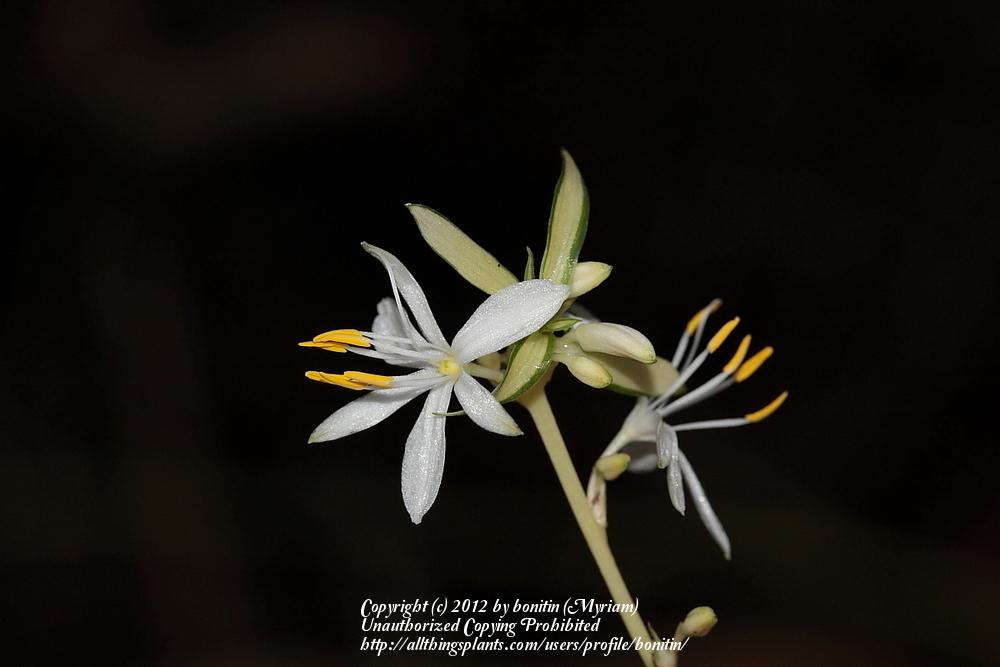 Photo of Variegated Spider Plant (Chlorophytum comosum 'Vittatum') uploaded by bonitin
