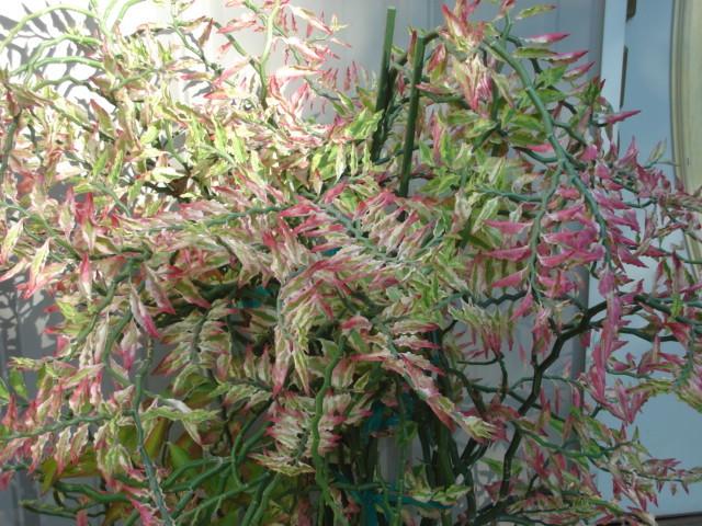 Photo of Variegated Devil's Backbone (Euphorbia tithymaloides 'Variegata') uploaded by louise