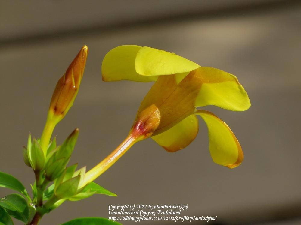 Photo of Golden Trumpet (Allamanda cathartica) uploaded by plantladylin