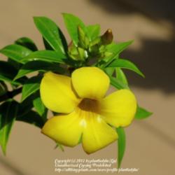 Location: Daytona Beach, Florida
Date: 2012-10-05 
Pretty bloom of dwarf Allamanda cathartica