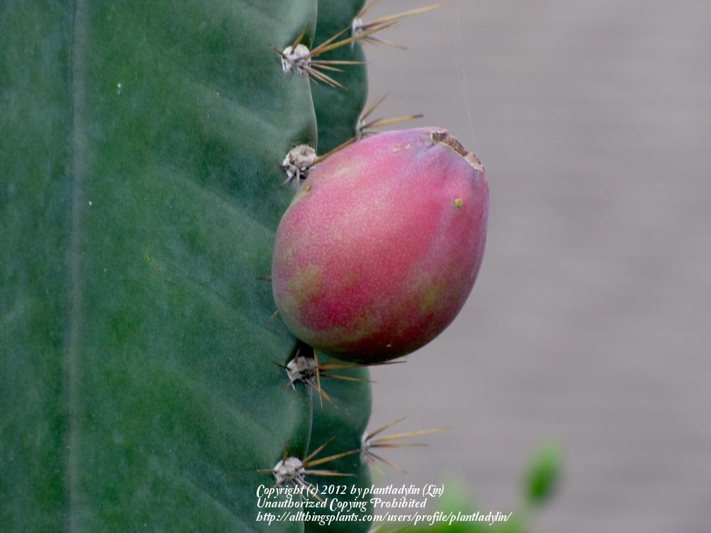 Photo of Peruvian Apple (Cereus repandus) uploaded by plantladylin