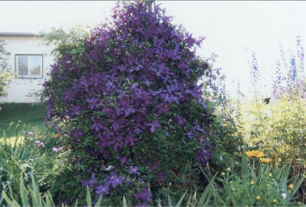 Photo of Clematis 'Jackmanii' uploaded by 4susiesjoy