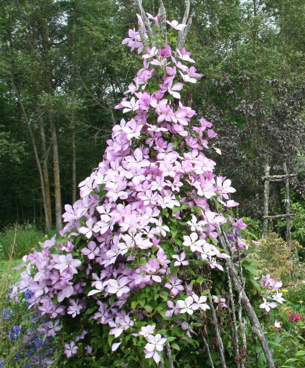 Photo of Clematis Pink Chiffon™ uploaded by 4susiesjoy