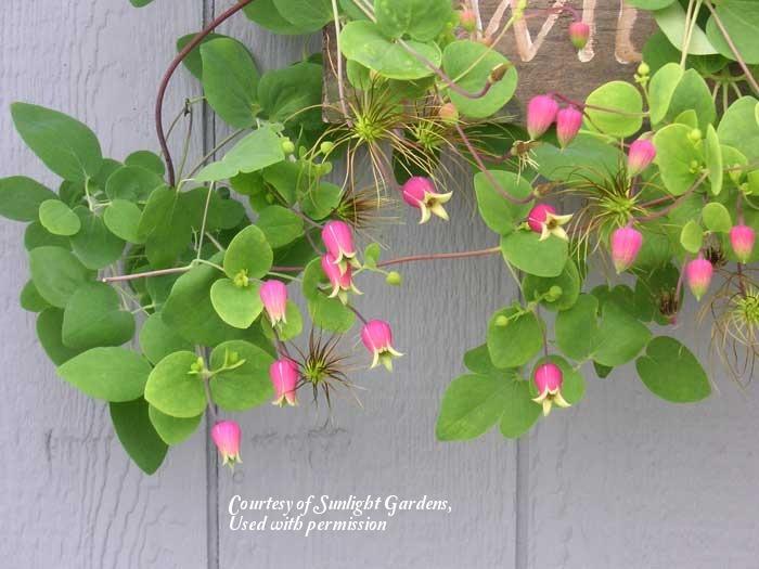 Photo of Clematis (Clematis glaucophylla) uploaded by SongofJoy