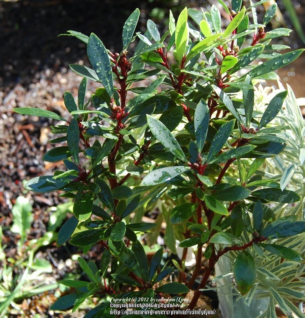 Photo of Mountain Pepper (Drimys lanceolata) uploaded by valleylynn