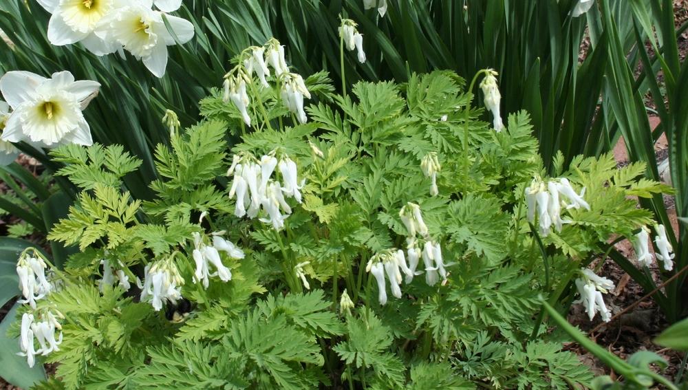 Photo of White Fringed Bleeding-heart (Dicentra eximia 'Snowdrift') uploaded by 4susiesjoy