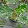 Philodendron adamantinum, full-size plant, with Rainbow Eucalyptu
