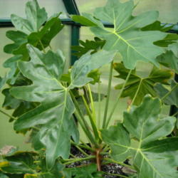 Location: south Florida
Date: 2012-10-07
Philodendron saxicola, greenhouse grown, from seed.