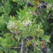 Evergreen Sumac in bloom