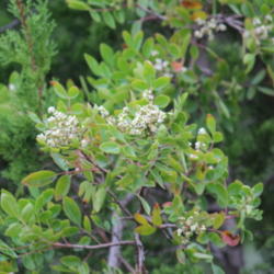 Location: Medina Co., Texas
Date: October 7, 2012
Evergreen Sumac in bloom