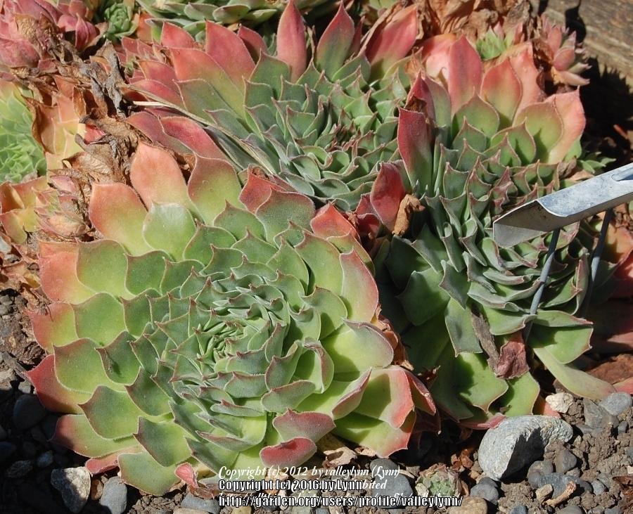 Photo of Hen and Chicks (Sempervivum 'Purdy's Big Red') uploaded by valleylynn